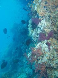 Photo showing the nice reef at Yolande reef, Ras Mohamed ... by Nikki Van Veelen 